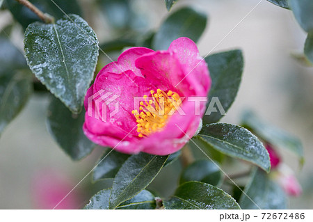 寒い朝、霜の付いた、椿の花 72672486