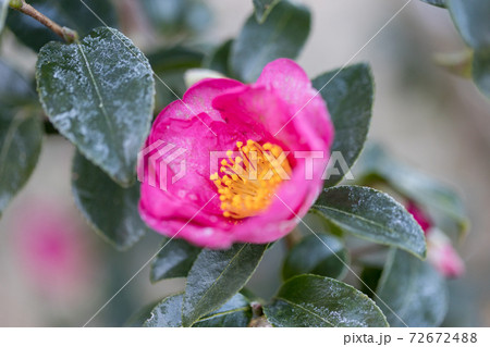 寒い朝、霜の付いた、椿の花 寒い朝、霜の付いた、椿の花 72672488