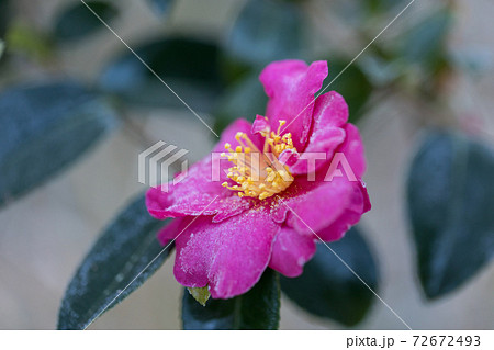 寒い朝、霜の付いた、椿の花 寒い朝、霜の付いた、椿の花 72672493