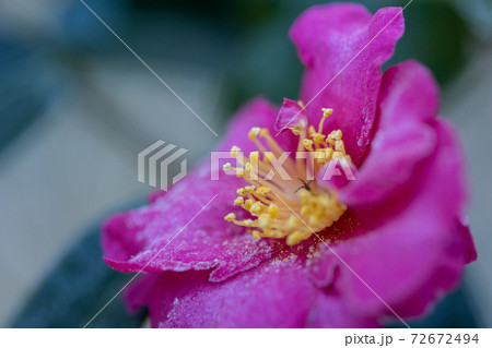 寒い朝、霜の付いた、椿の花 寒い朝、霜の付いた、椿の花 72672494