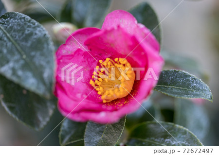 寒い朝、霜の付いた、椿の花 72672497