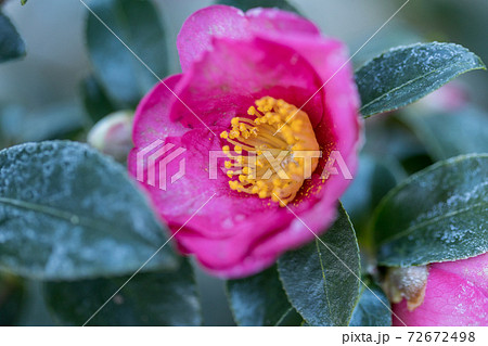 寒い朝、霜の付いた、椿の花 72672498