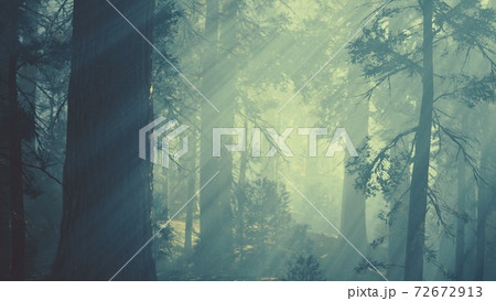 black tree trunk in a dark pine tree forest 72672913