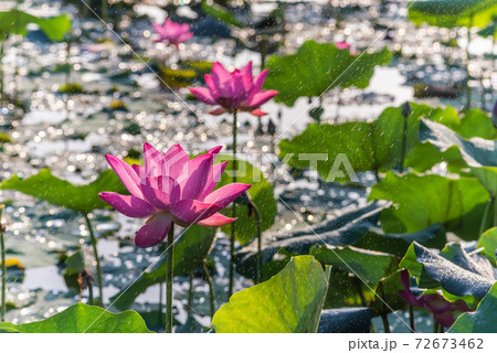 Stunning lotus flower plant blooming on water pond Stunning lotus flower plant blooming on water pond 72673462