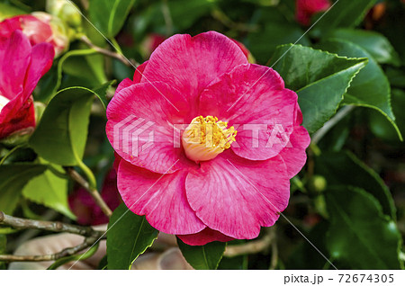 Camellia Japonica 'Lady De Saumareza' a winter spring summer shrub plant with a winter springtime red flower stock photo image 72674305