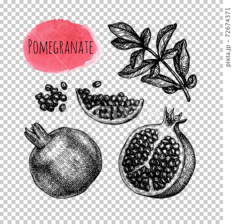 Pomegranate ink sketch collection. Pomegranate ink sketch collection. 72674371