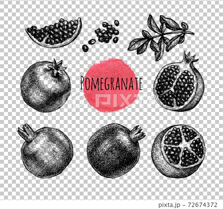 Pomegranate ink sketch collection. Pomegranate ink sketch collection. 72674372