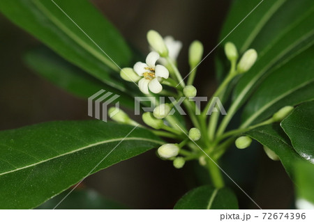 自然 植物 オキナワトベラ、葉や花の付き方がトベラと違うように見えますが両者を同種とする説もあります 自然 植物 オキナワトベラ、葉や花の付き方がトベラと違うように見えますが両者を同種とする説もあります 72674396