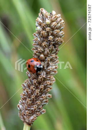 Ladybug, (coccinella septempunctata) Ladybird 72674587