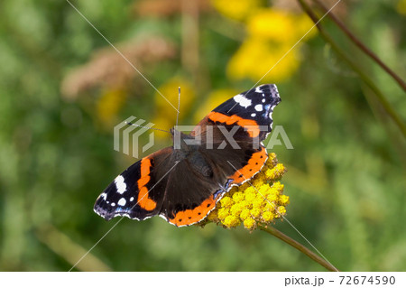 Red Admiral butterfly (Vanessa atalanta) 72674590