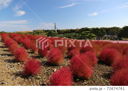 秋の花 秋の花 72674761