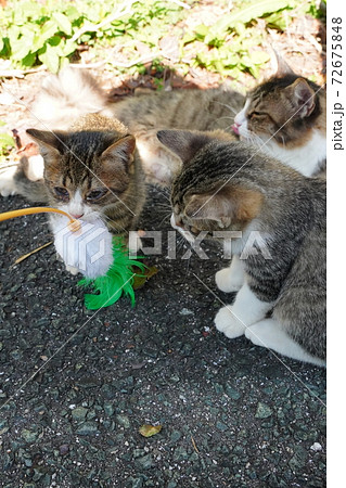 キジトラ白の野良猫子猫兄弟がご飯を食べて母親が見守る中、猫じゃらしに夢中で遊ぶ 72675848