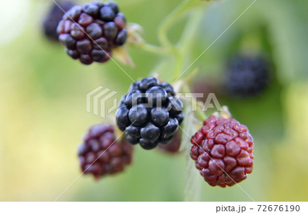 Photography from whole ripe berry black, red blackberry in nature closeup 72676190