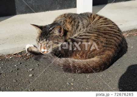 風邪をひいたか、いつもの顔じゃなく目は吊り上がり辛そうな若い野良猫キジトラのオス 風邪をひいたか、いつもの顔じゃなく目は吊り上がり辛そうな若い野良猫キジトラのオス 72676265