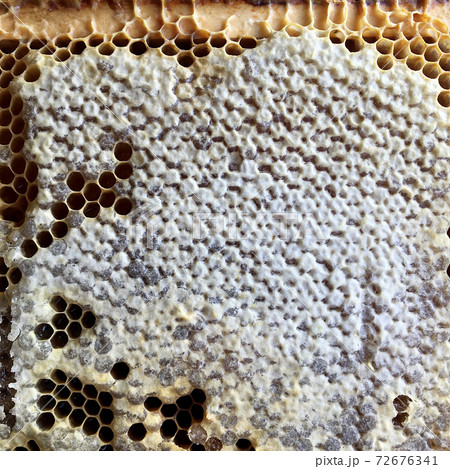 hexagon structure is honeycomb from bee hive filled with golden honey 72676341