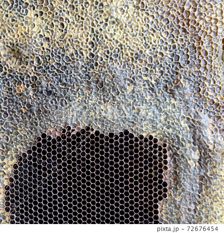 hexagon structure is honeycomb from bee hive filled with golden honey hexagon structure is honeycomb from bee hive filled with golden honey 72676454