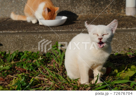 弱々しかった捨て猫白猫メスも立派に成長して彼氏と一緒にご飯を食べる姿を見せてくれますの写真素材