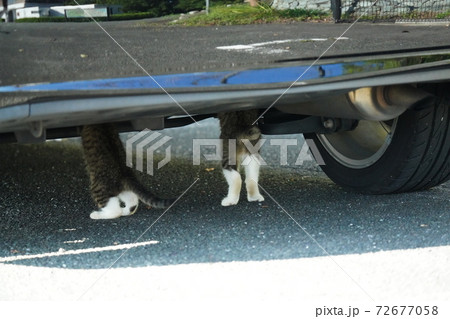 車検上がりの車の下回りを抜かりがないかチェックしているキジトラ白野良猫の子猫兄弟 72677058