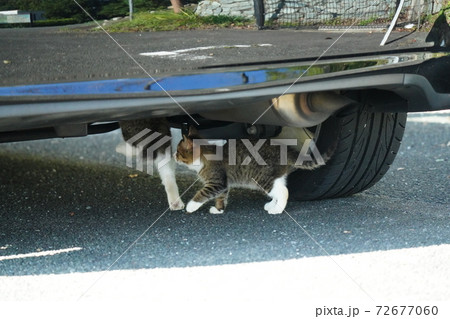 車検上がりの車の下回りを抜かりがないかチェックしているキジトラ白野良猫の子猫兄弟 72677060