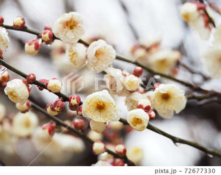 早春の白梅 72677330