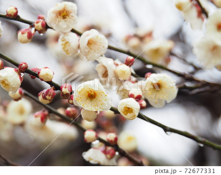 早春の白梅 72677331