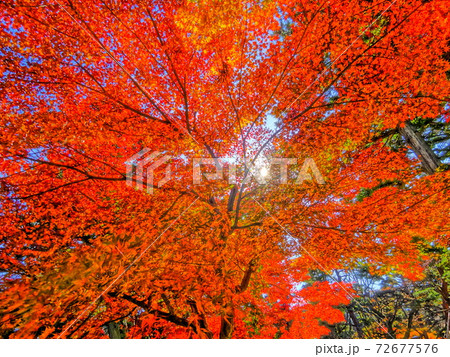 燃えるような紅葉 72677576