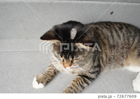 四兄弟で今会える唯一の若い野良猫キジトラのオスは皮膚炎だけど猫じゃらしで遊ぶ 四兄弟で今会える唯一の若い野良猫キジトラのオスは皮膚炎だけど猫じゃらしで遊ぶ 72677609