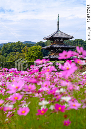 法起寺 (2020/11/06撮影) 法起寺 (2020/11/06撮影) 72677798