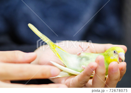 【ペット】手の上でひっくり返るセキセイインコ 72678075