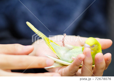 【ペット】手の上でひっくり返るセキセイインコ 72678076