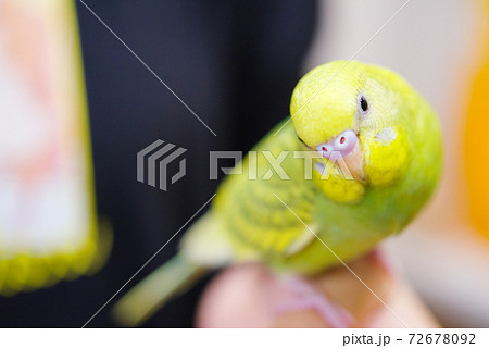 ペット 首をかしげる手乗りセキセイインコの写真素材