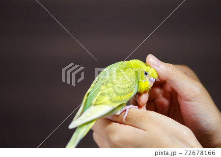 【ペット】撫でられる手乗りセキセイインコ 72678166