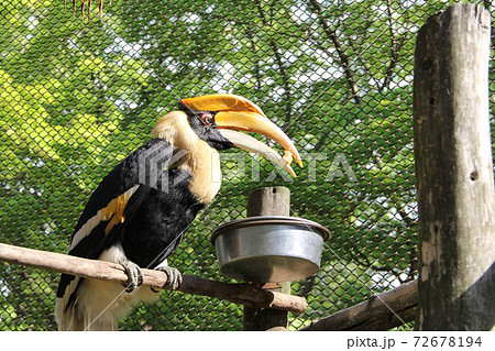 餌を食べるオオサイチョウ 72678194