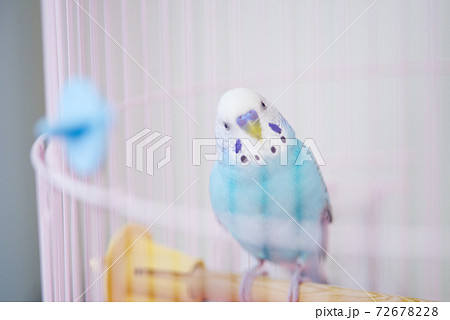 【ペット】籠の中のセキセイインコ 72678228