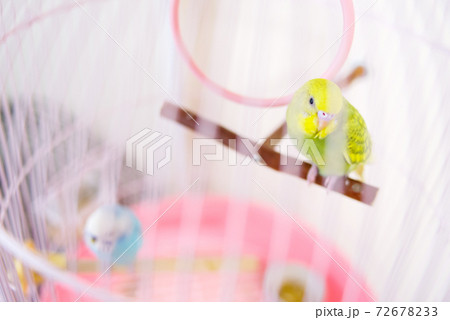 【ペット】籠の中のセキセイインコ 【ペット】籠の中のセキセイインコ 72678233