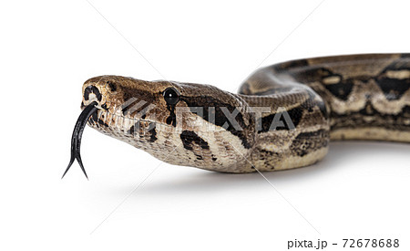 Adult Boa Constrictor snake on whiteの写真素材 [72678688] - PIXTA