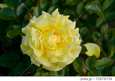 ファーストインプレッションの花 72678739