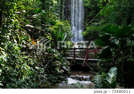 Jurong Bird Park Waterfall Aviary, one of the world's tallest man-made, indoor waterfalls 72680011