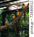 Blue and Yellow Macaws standing on a piece of rope in a bird park exhibition 72680012