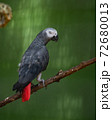 Congo African grey parrot in an exhibit in a bird park 72680013