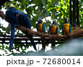 Blue and Yellow Macaws and Hyacinth Macaws standing on a piece of rope in a bird park exhibition 72680014