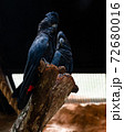 A pair of Red-tailed Black Cockatoo in a park exhibit 72680016