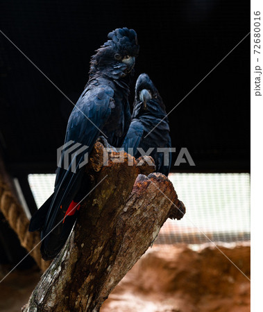 A pair of Red-tailed Black Cockatoo in a park exhibit 72680016