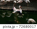 Lesser Flamingoes in a bird park exhibition 72680017