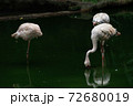 Lesser Flamingoes in a bird park exhibition 72680019