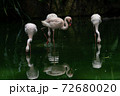 Lesser Flamingoes in a bird park exhibition 72680020