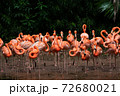 Flock of American Flamingoes in a bird park 72680021