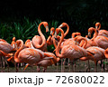 Flock of American Flamingoes in a bird park 72680022