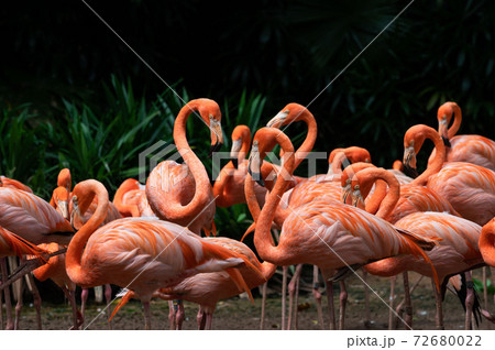 Flock of American Flamingoes in a bird park 72680022