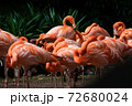 Flock of American Flamingoes in a bird park 72680024